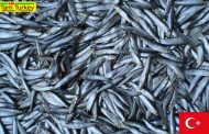 افزایش صادرات ماهی خمسی در ترکیه